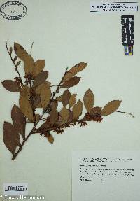 Lyonia lucida image
