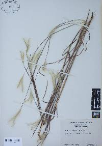 Andropogon ternarius image