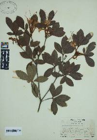 Rhododendron arborescens image