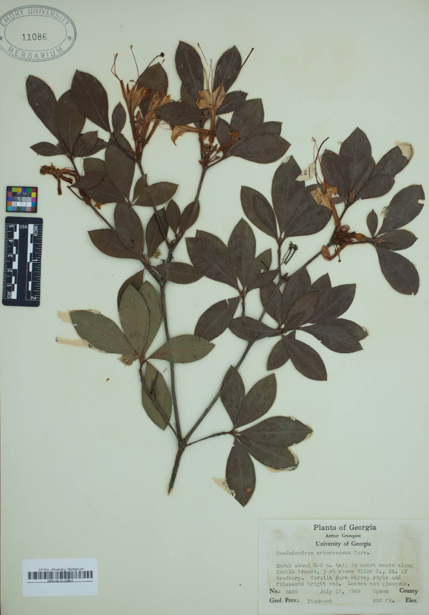 Rhododendron arborescens image