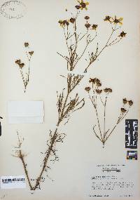 Coreopsis tinctoria image