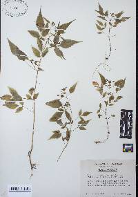 Bidens discoidea image