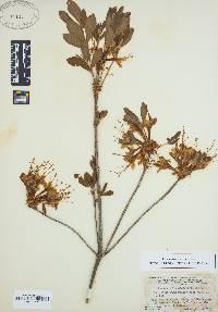Image of Rhododendron alabamense