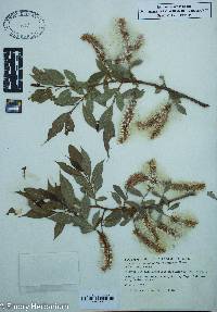 Salix lucida image