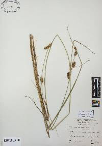 Carex lasiocarpa image