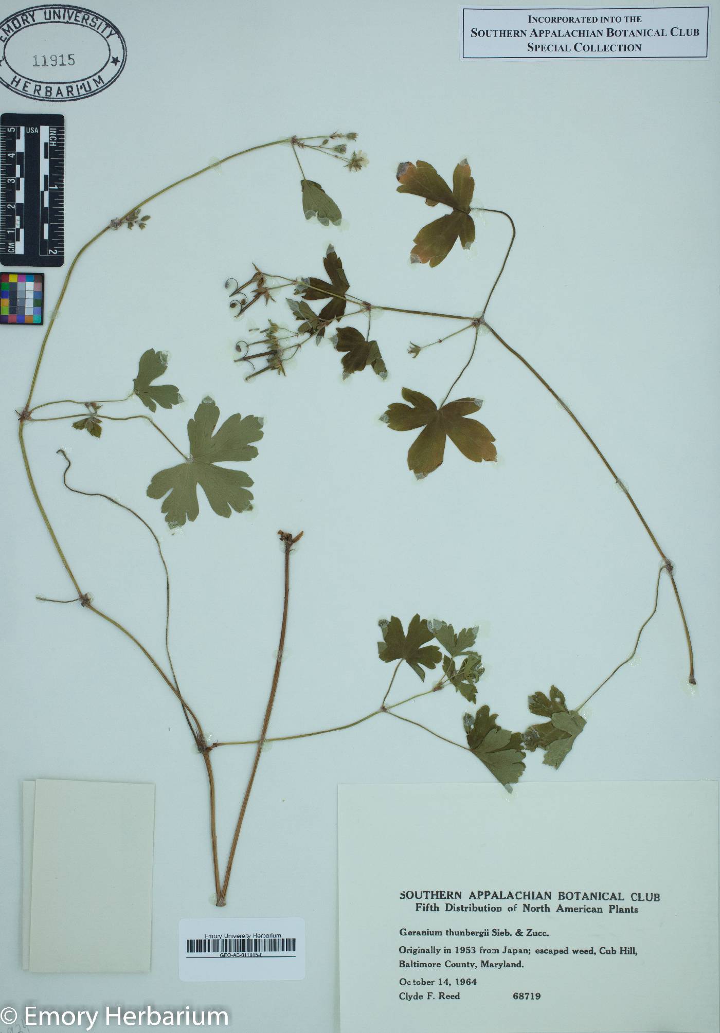 Geranium thunbergii image