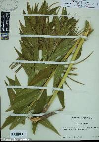 Amsonia illustris image