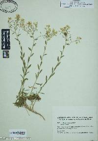 Draba ramosissima image