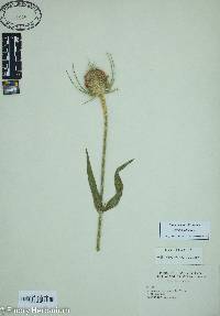 Dipsacus fullonum image