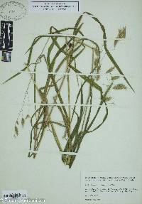 Bromus nottowayanus image