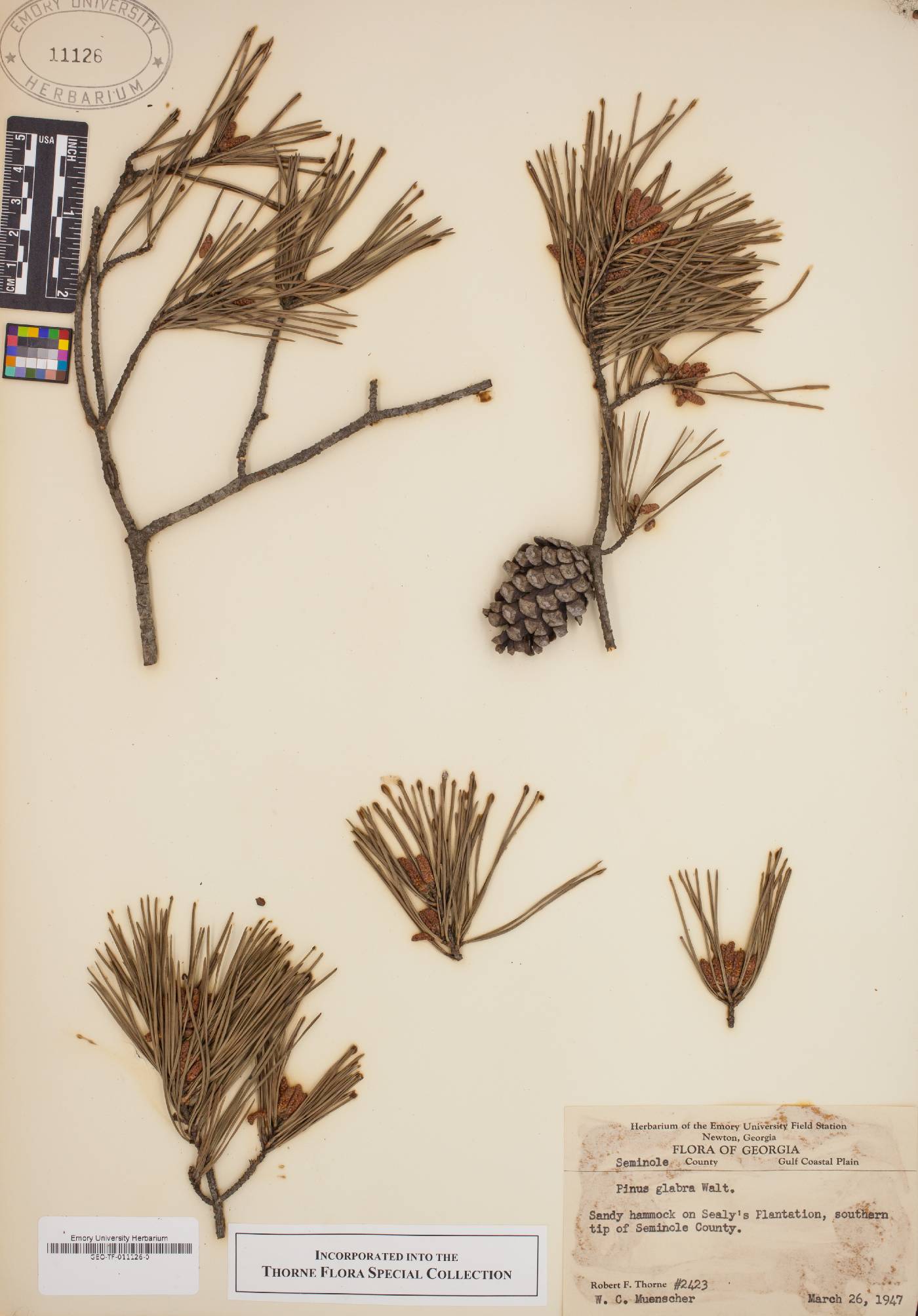Pinus glabra image