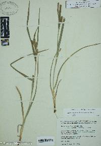 Carex glaucodea image