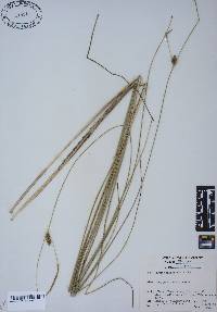 Carex oligosperma image