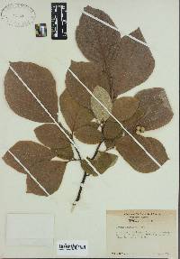 Styrax grandifolius image