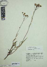 Image of Vernonia blodgettii
