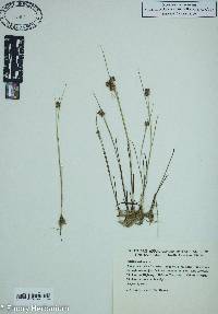 Juncus nodosus image