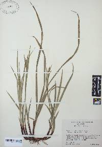 Carex oxylepis image