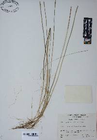 Eleocharis robbinsii image