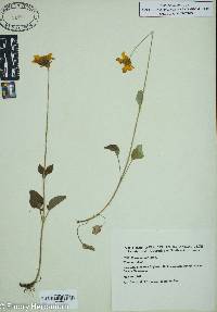 Coreopsis auriculata image