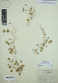 Dichondra carolinensis image