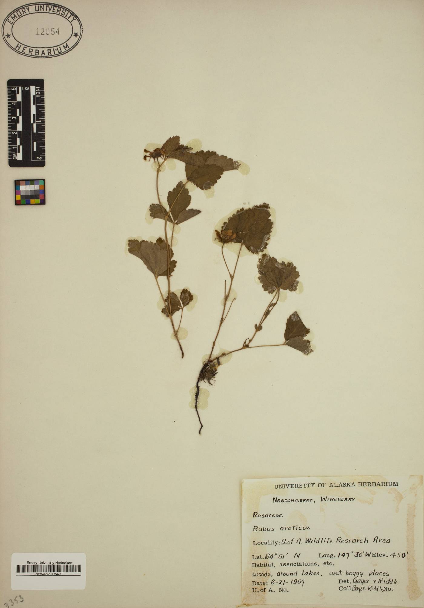 Rubus arcticus image