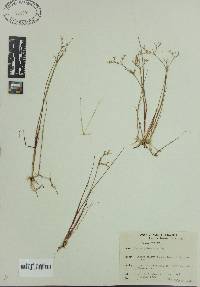 Juncus pelocarpus image