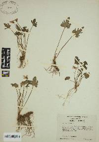 Viola palmata image