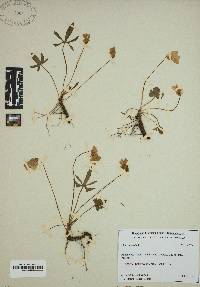 Viola palmata image