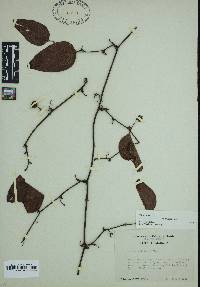 Smilax walteri image