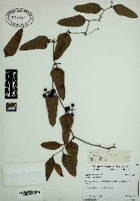 Smilax auriculata image