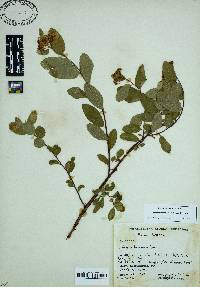 Spiraea stevenii image