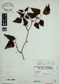 Smilax bona-nox image