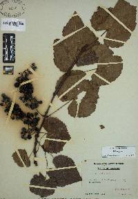 Vitis vulpina image