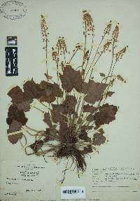 Tiarella cordifolia image