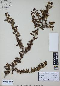 Ilex vomitoria image