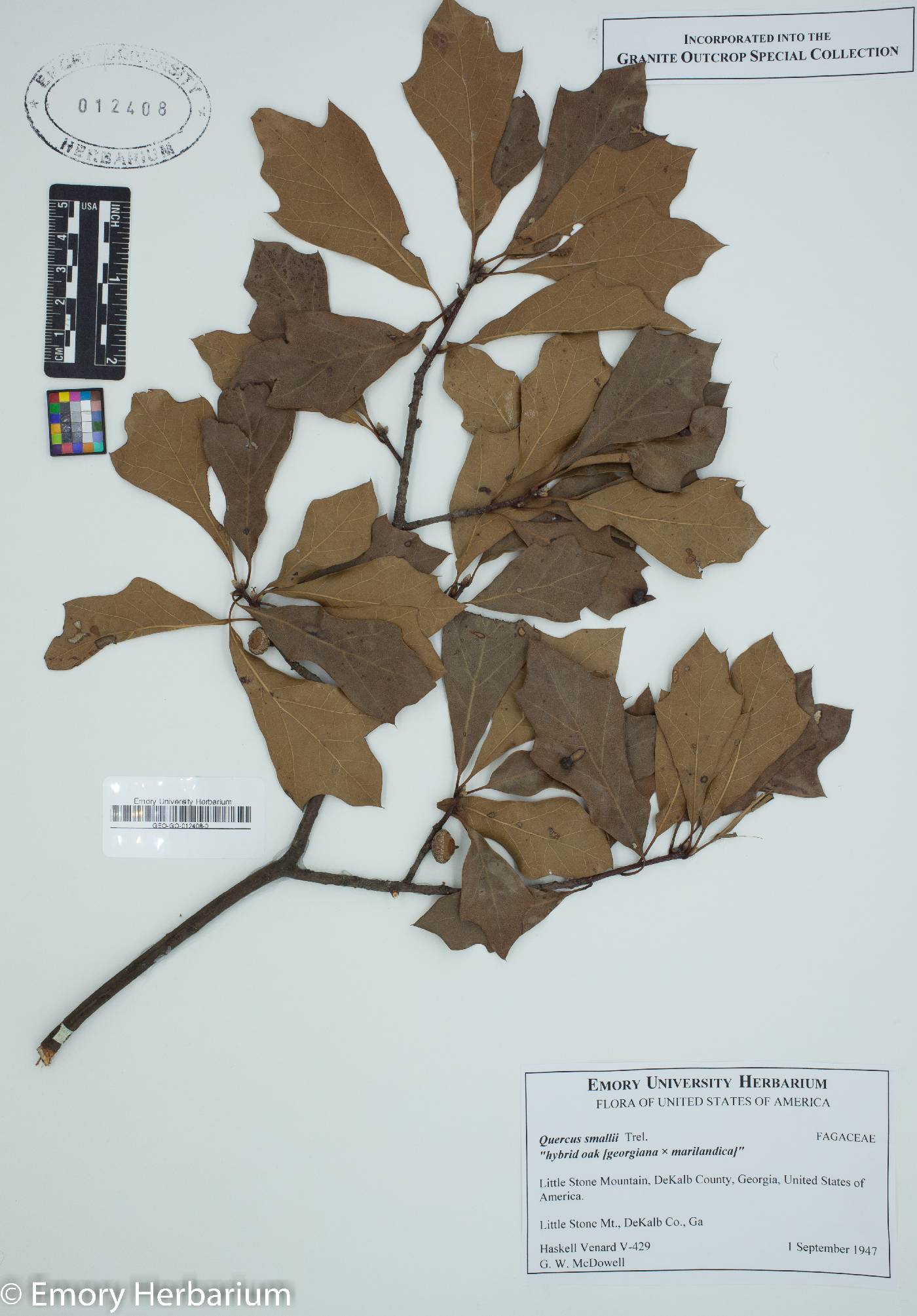 Quercus smallii image