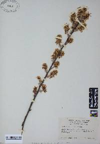 Amelanchier stolonifera image