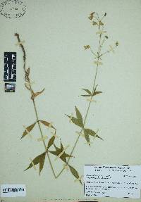 Silene stellata image