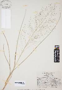 Eragrostis capillaris image