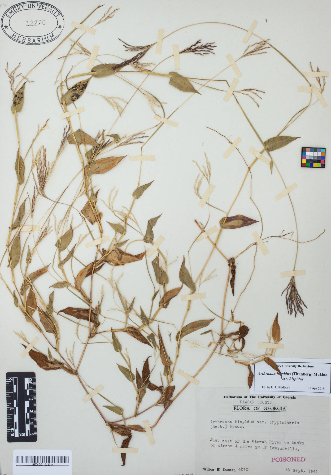 Arthraxon hispidus var. hispidus image