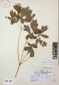 Image of Caulophyllum robustum