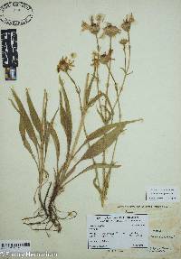 Image of Arnica angustifolia