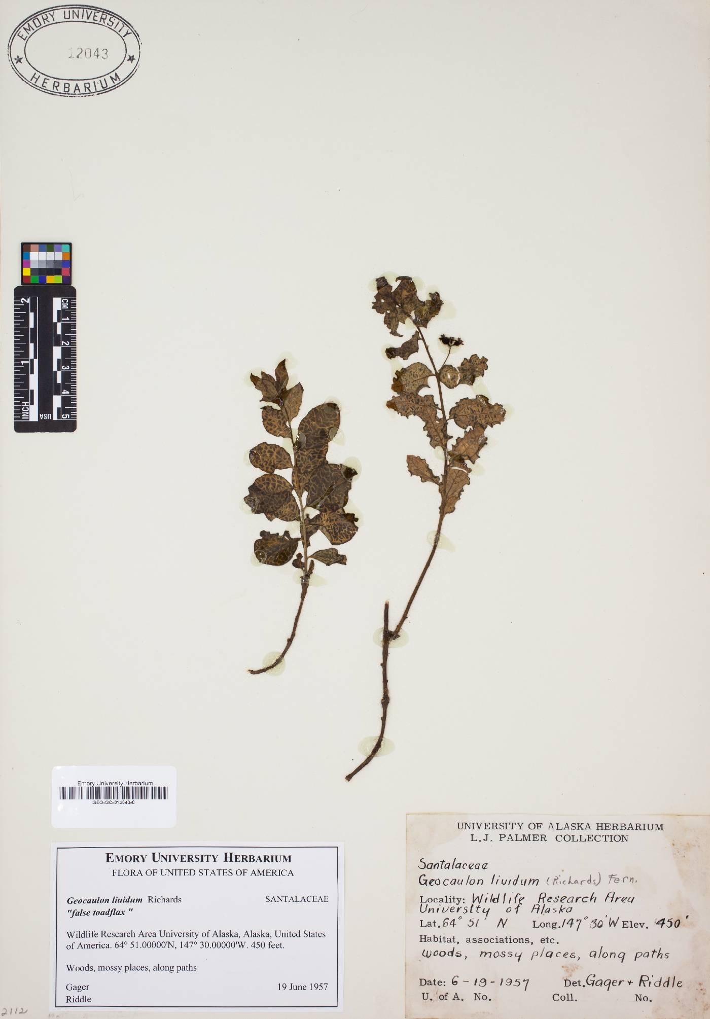 Geocaulon lividum image
