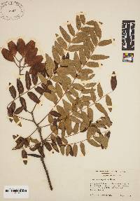 Gleditsia aquatica image