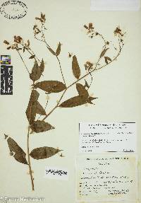 Campanula scouleri image