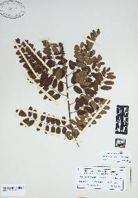 Amorpha schwerinii image