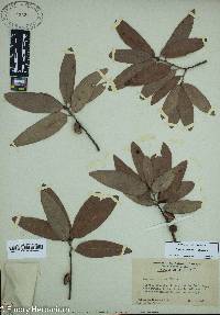 Quercus incana image