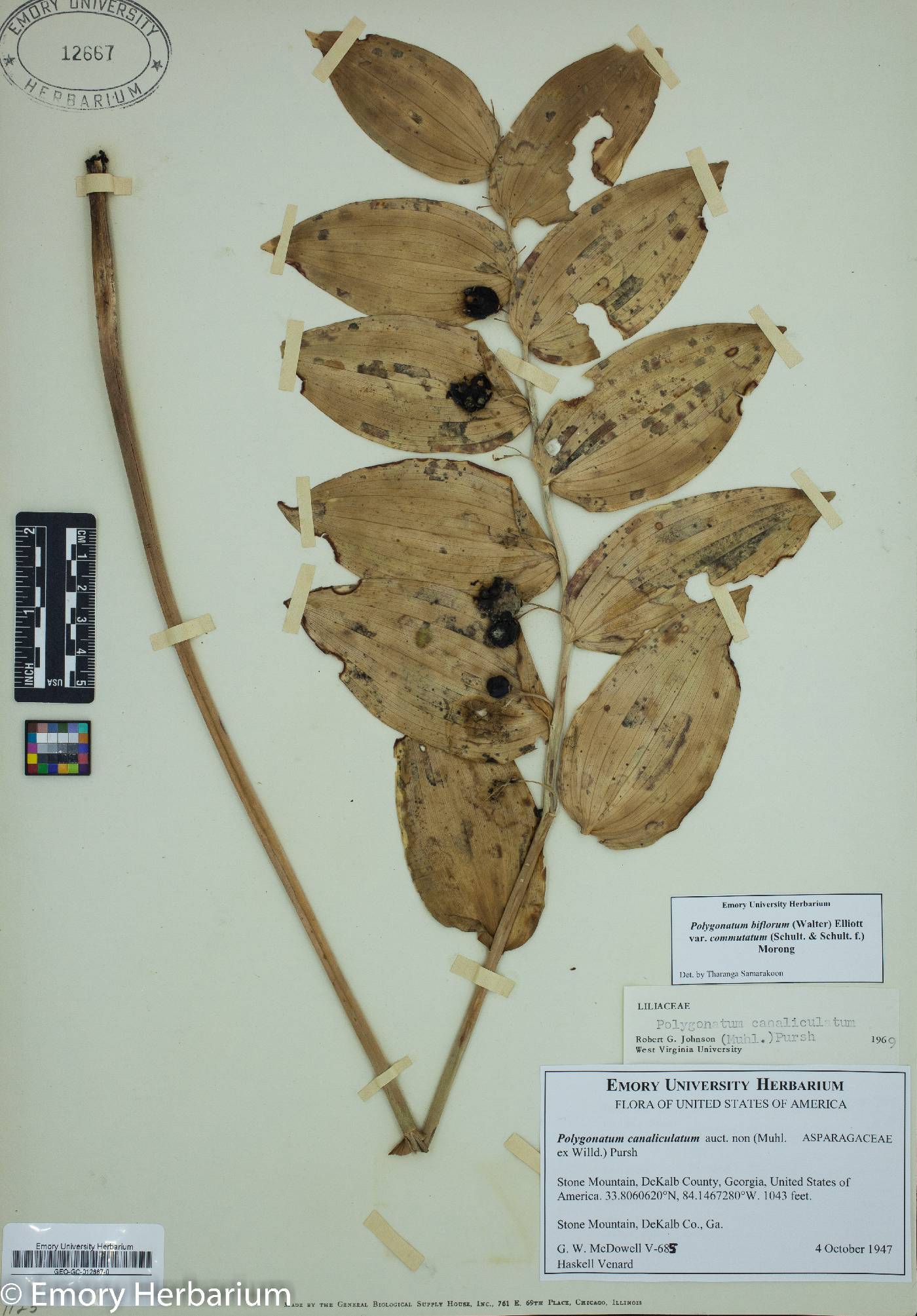 Polygonatum biflorum var. commutatum image