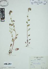 Phacelia maculata image