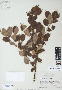 Ilex ambigua image